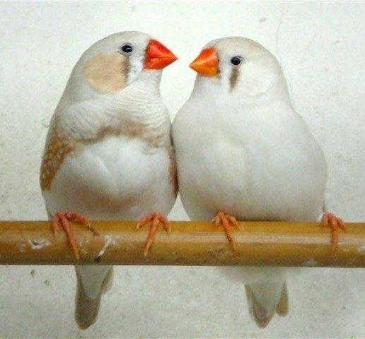 Белые амадины