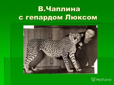 Память зверя